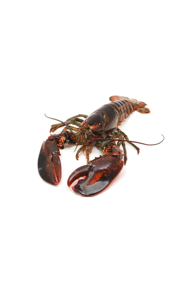 Live Lobsters | Fisheries & Seafood | Pakistan Trade Portal